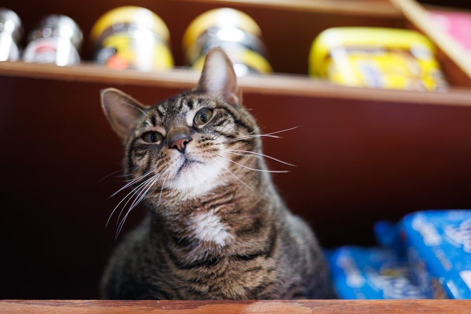 Paulie watching from a shelf above the bodega counter