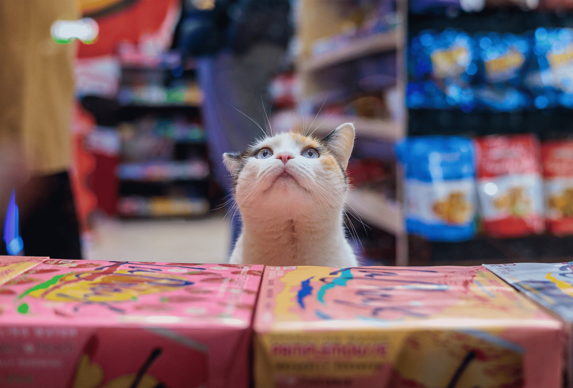 A bodega cat sitting on a New York City bodega counter