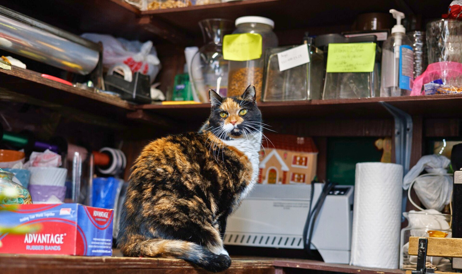 Pancha sitting on a shelf surrounded by store supplies at Clinton Fruit Market