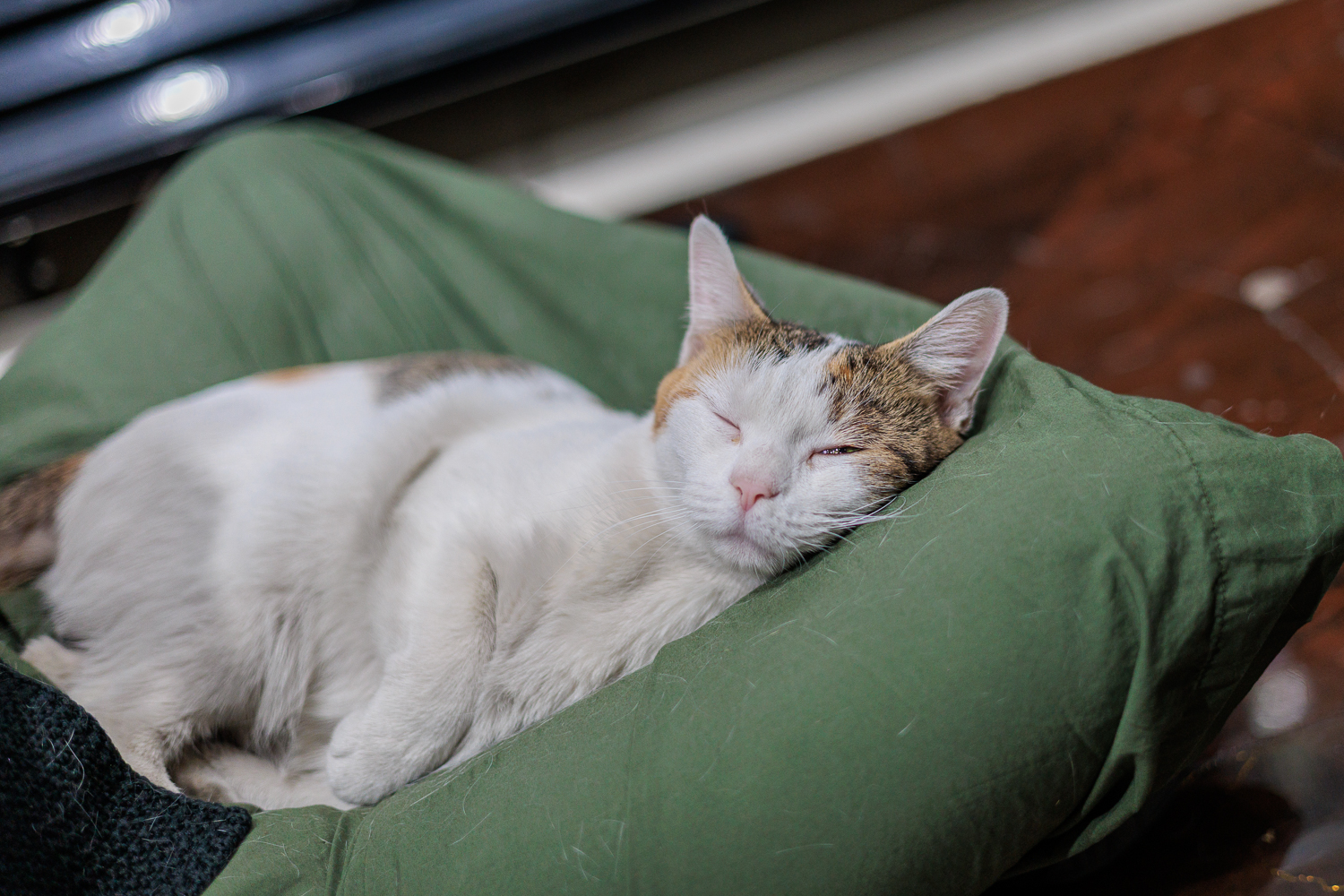 Delilah the bodega cat sleeping peacefully on a green pillow
