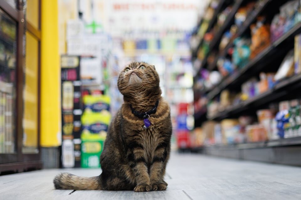 Tiger sitting at the end of a Williamsburg bodega aisle