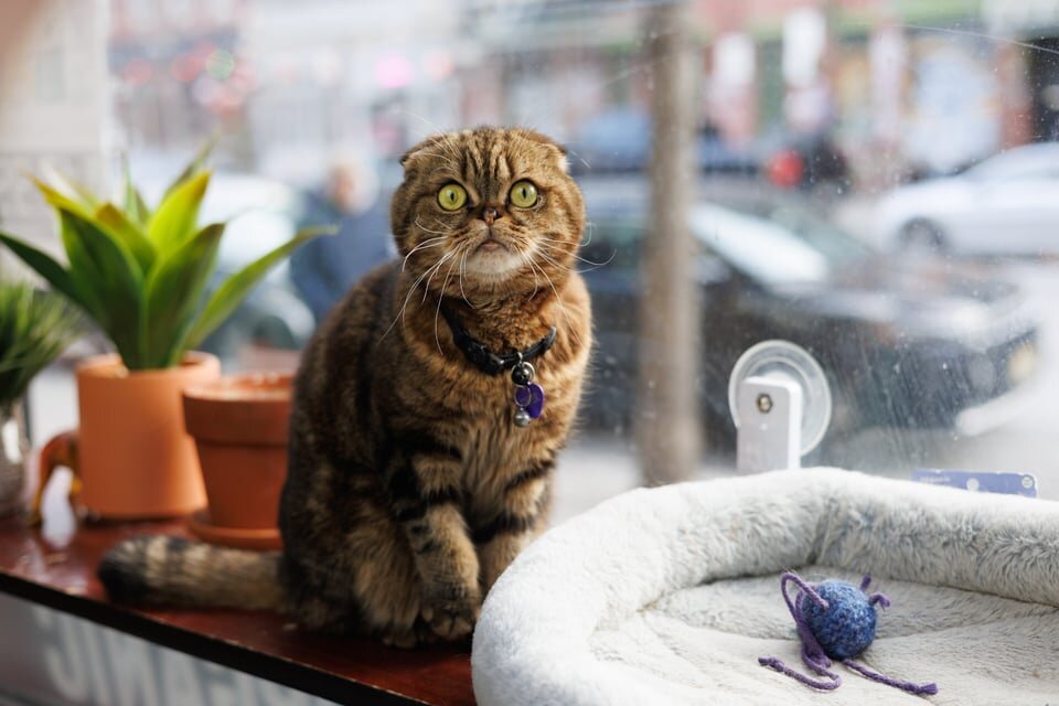 Tiger sitting in his bodega window beside a purple toy mouse