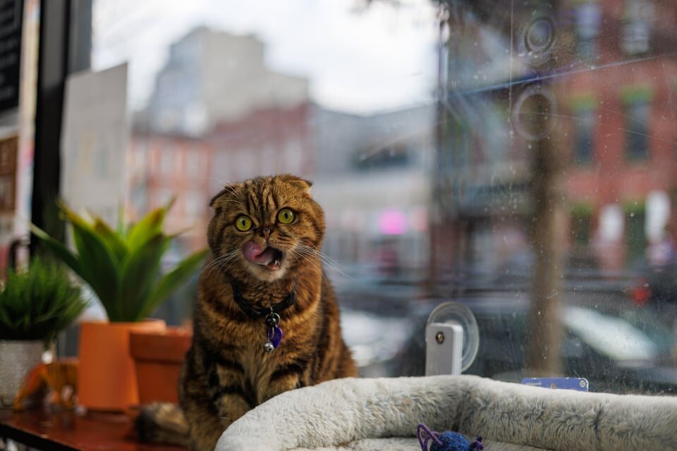 Tiger: In the Window