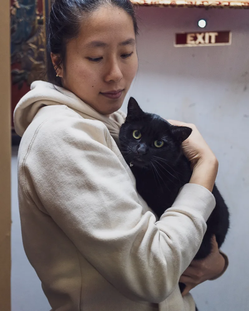 Bodega cat community
