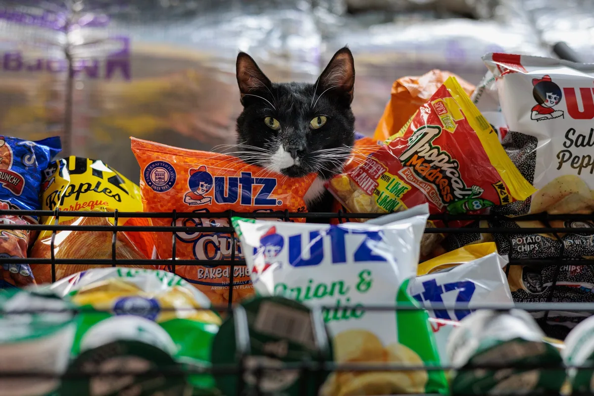 Bodega cat portrait
