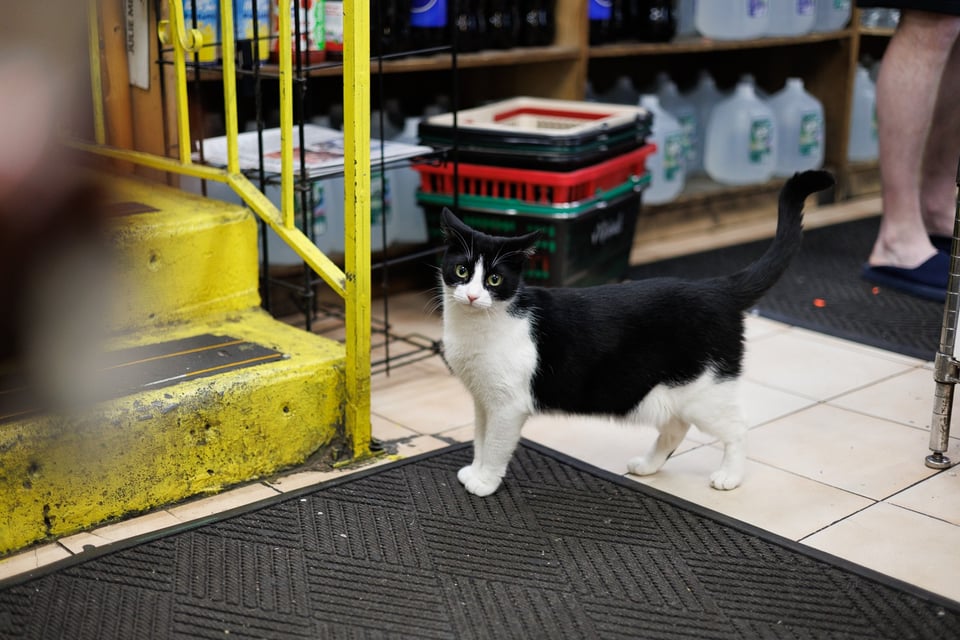 Cookie the bodega cat