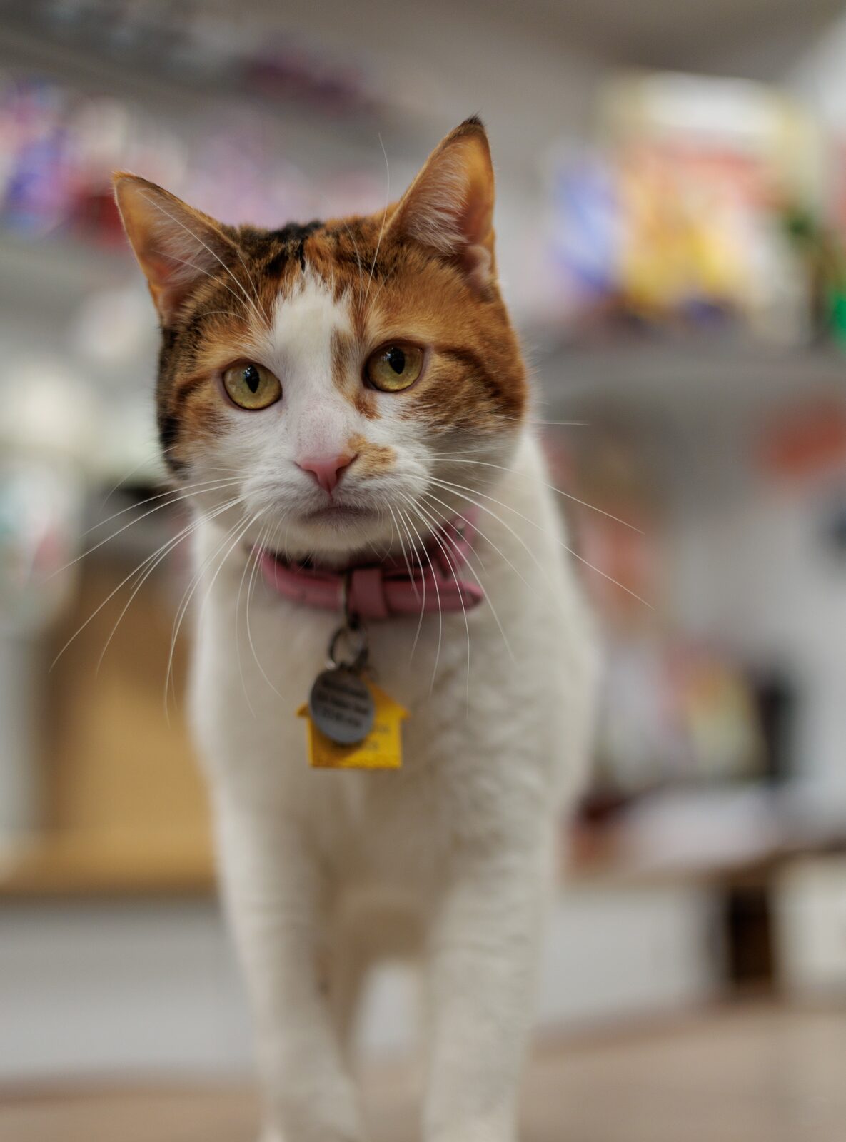New York Is Finally Talking About Bodega Cats the Right Way