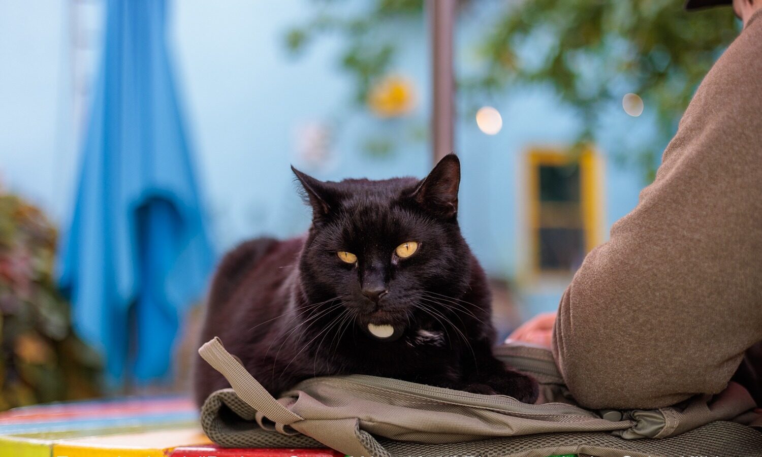 Lucky: The New Guy