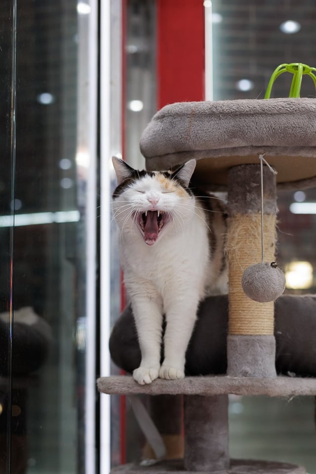 Layla by her window perch near the matching floor