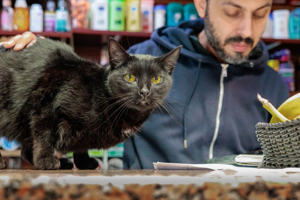 Lucky the bodega cat