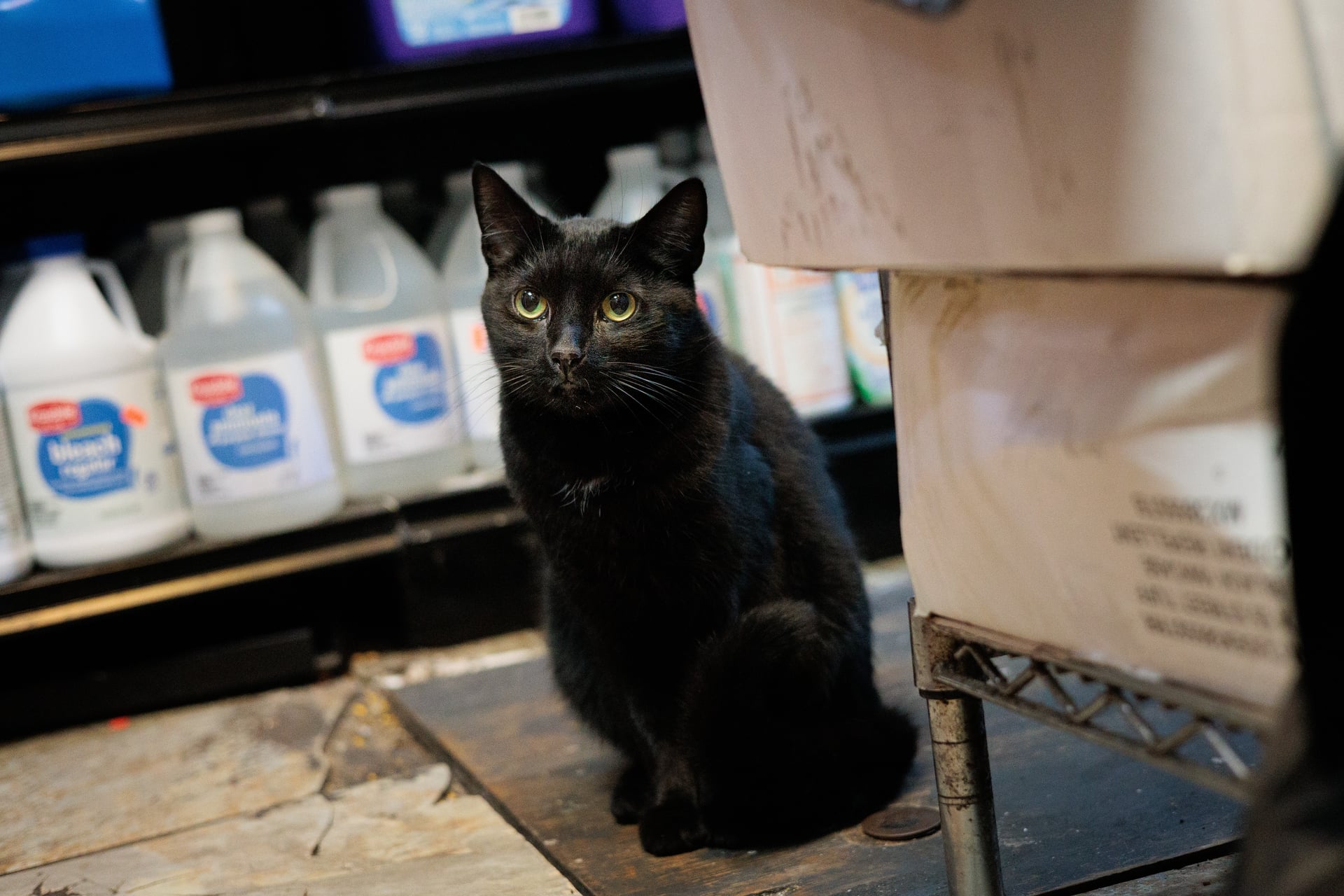 Lucky the bodega cat