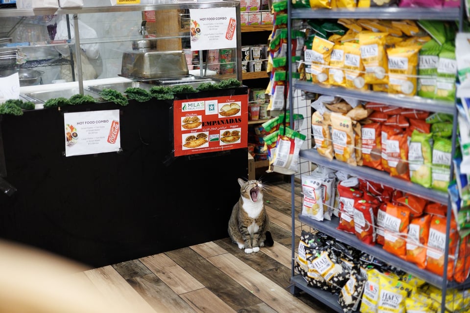 Manny the bodega cat