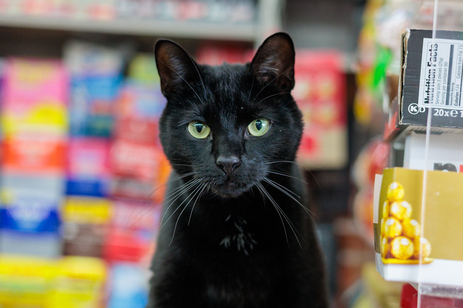Black cat sitting behind the deli counter near the glass display case, looking toward the camera