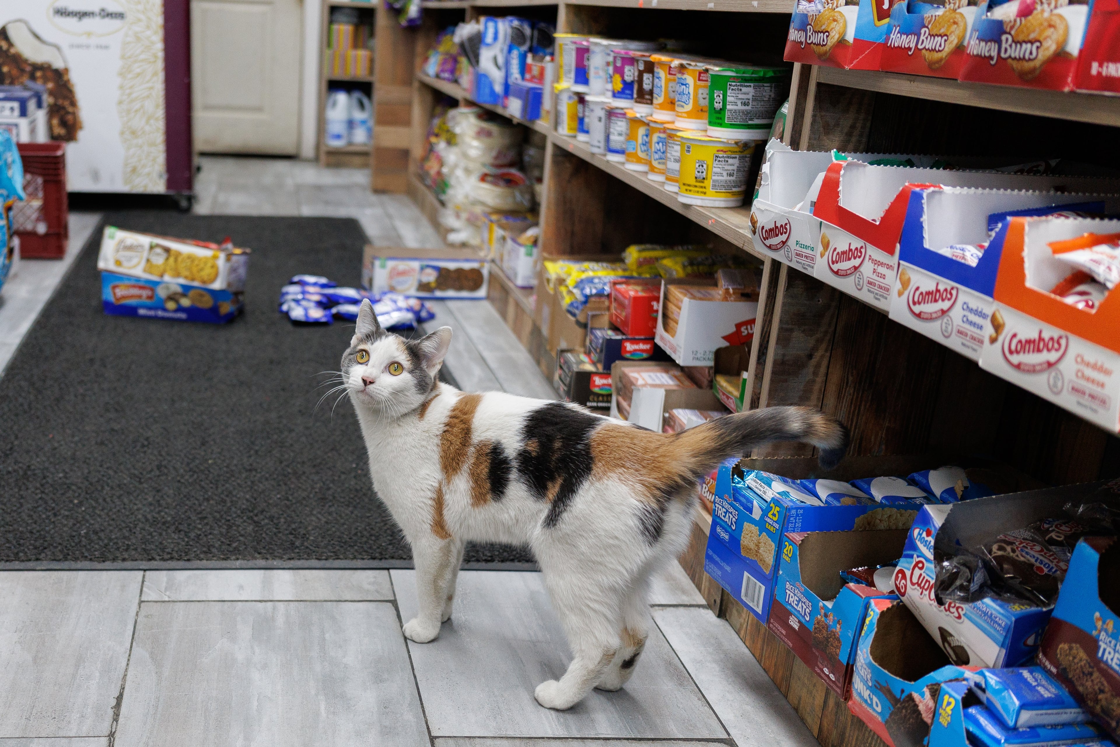 Not Every Bodega Cat Is Cared For the Same
