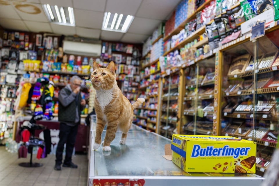 Omish the orange tabby on the bodega counter