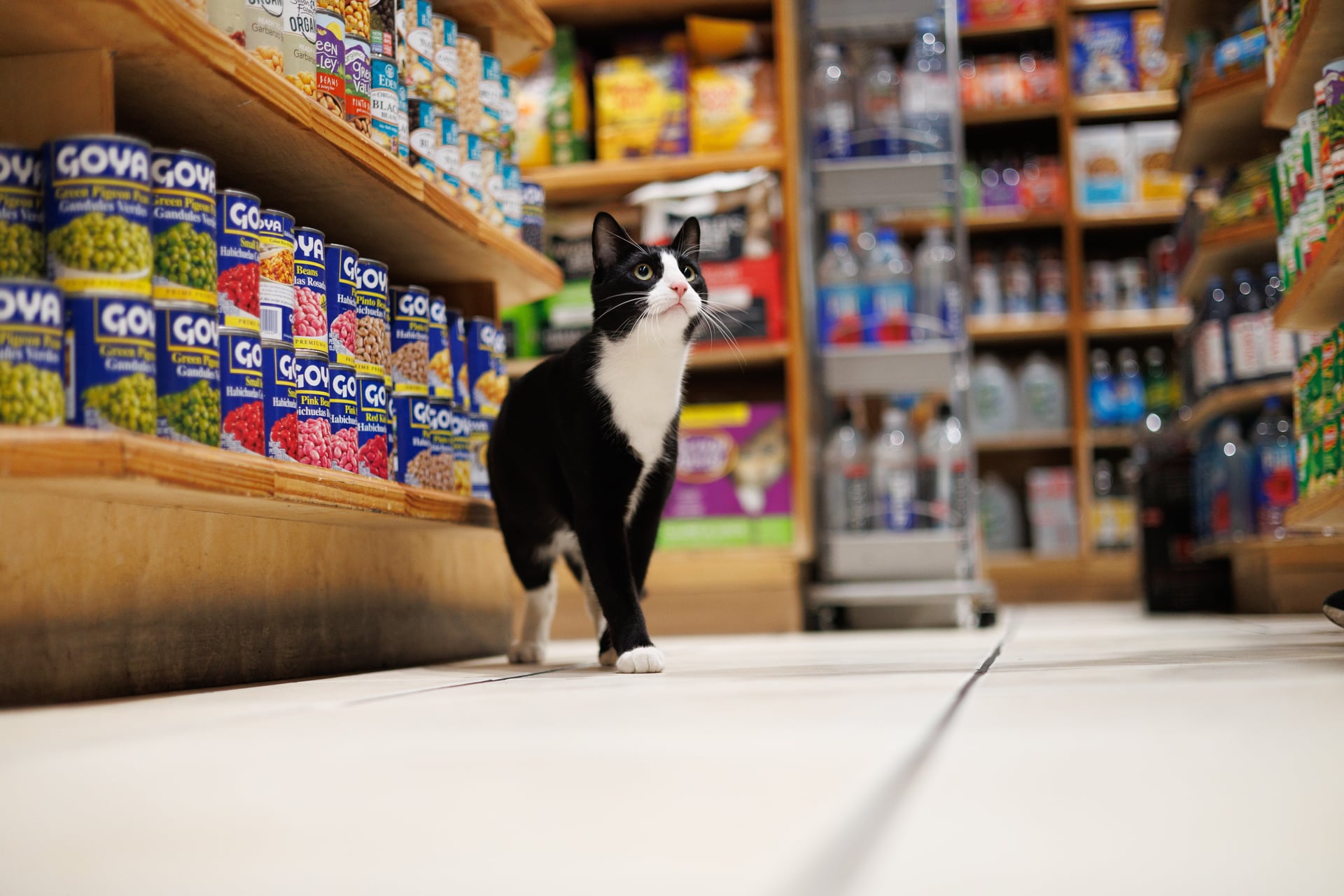 Tuxedo cat walking through bodega snack aisle