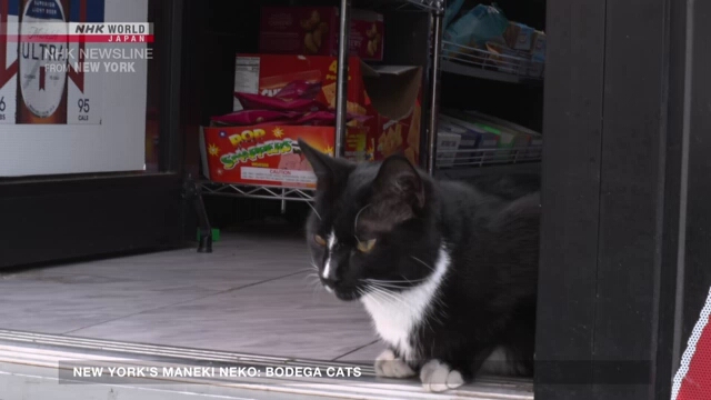 New York's Maneki neko: Bodega cats